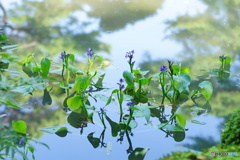  兼六園 放生池 ミズアオイ