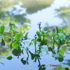  兼六園 放生池 ミズアオイ