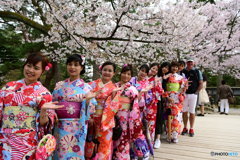  兼六園 桜に着物