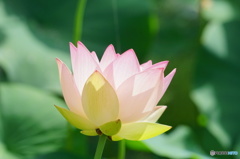  蓮1