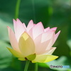  蓮1