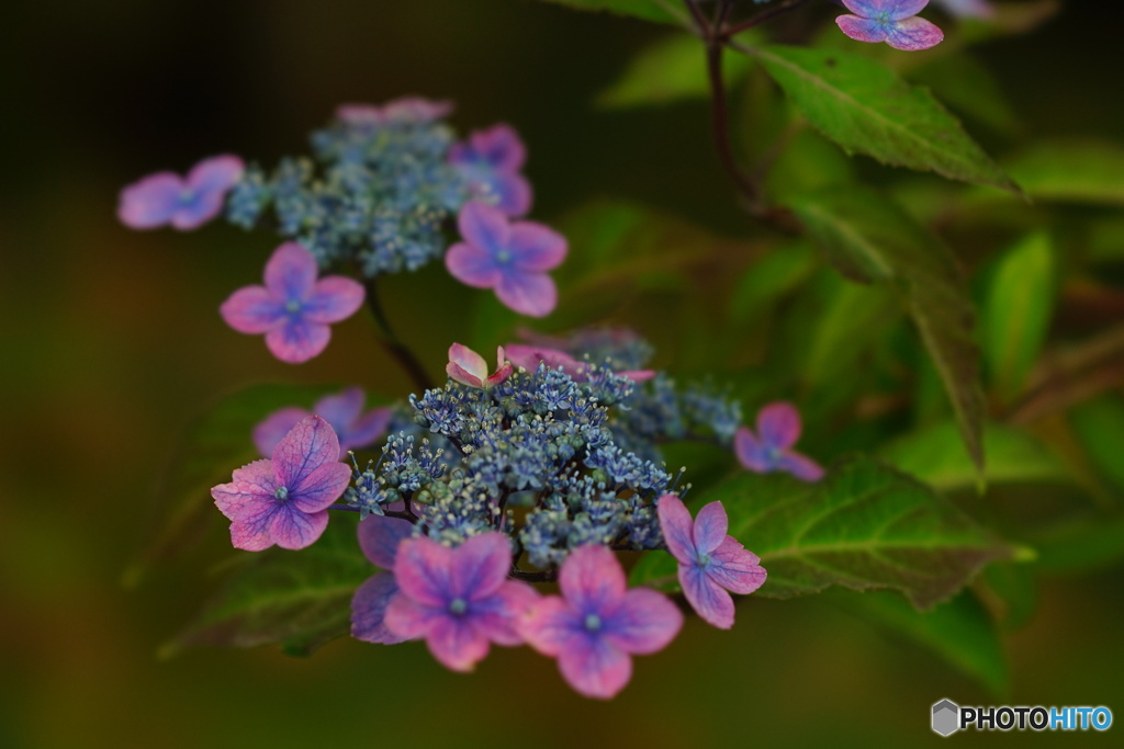  紫陽花