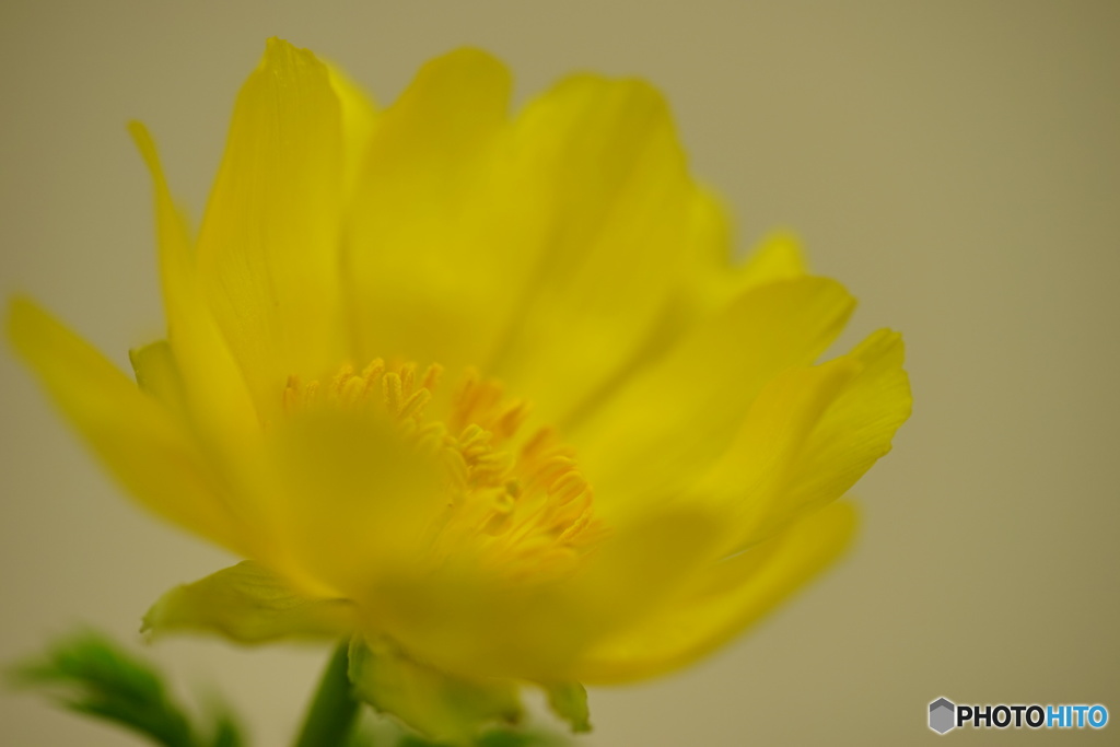  松任芽