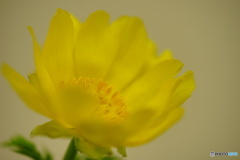  松任芽