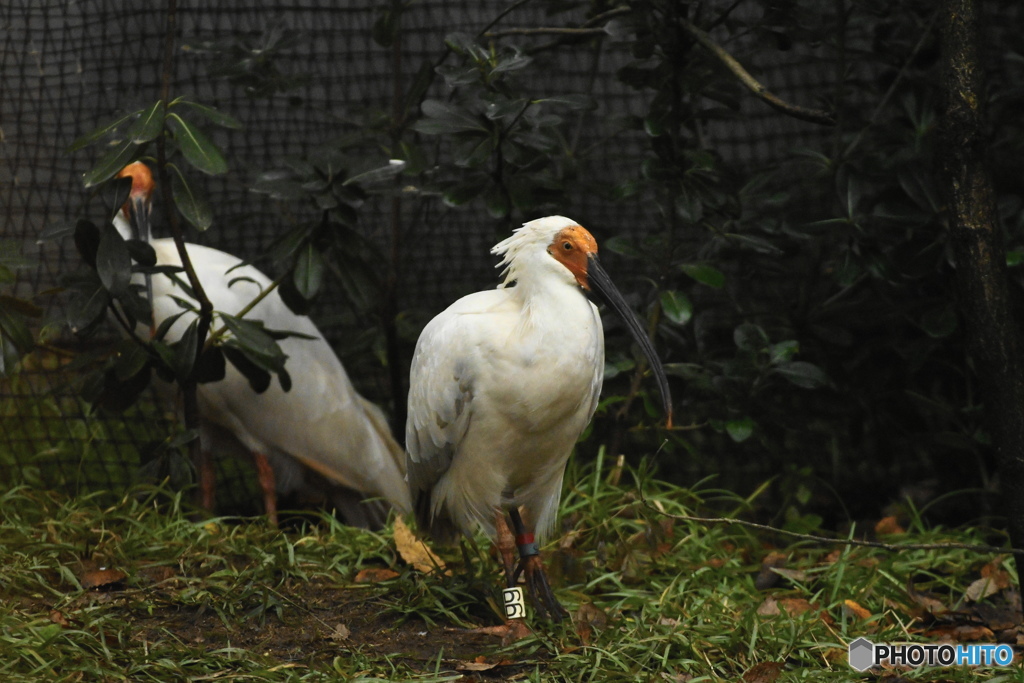  トキ 石川動物園トキ里山館