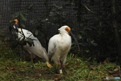  トキ 石川動物園トキ里山館