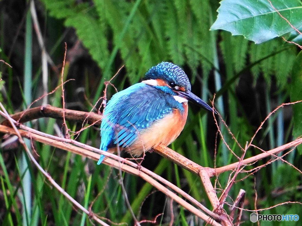  兼六園のカワセミ