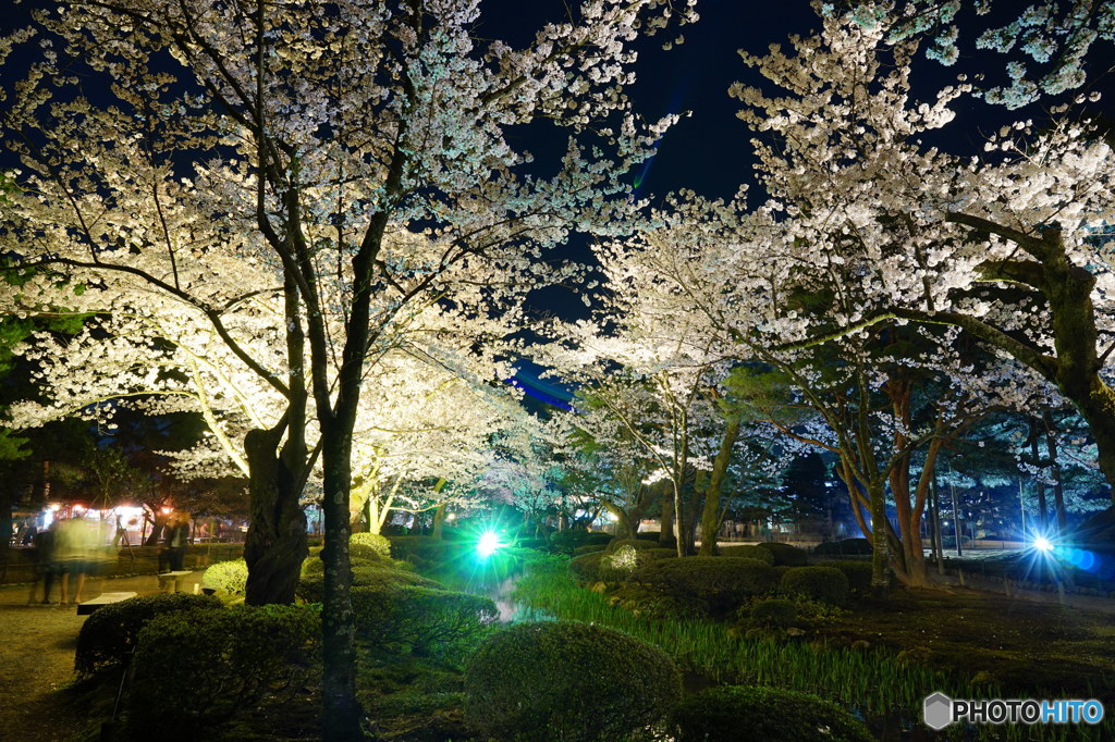 兼六園の夜桜