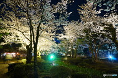 兼六園の夜桜