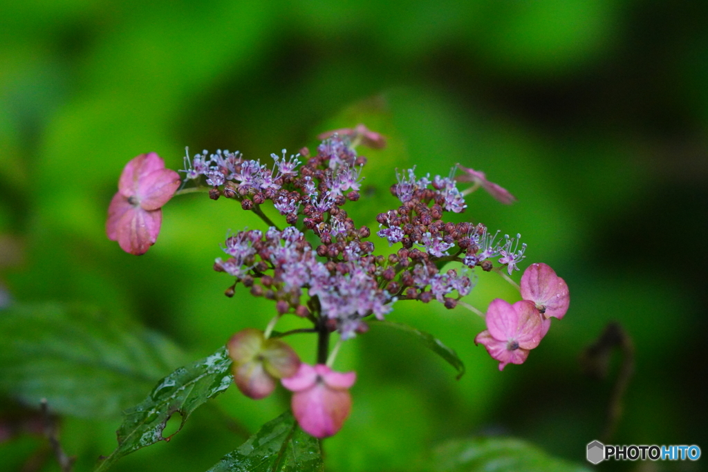 紫陽花