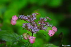 紫陽花