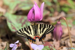 ギフチョウ