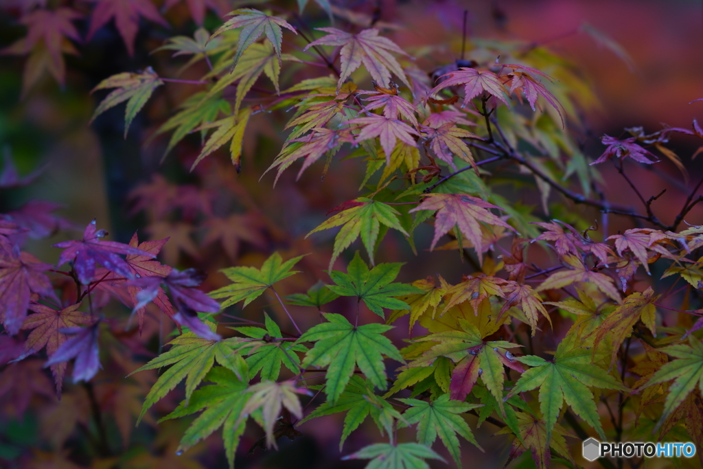  紅葉