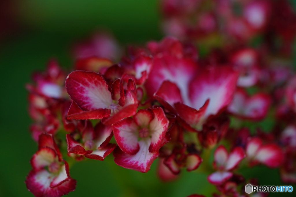  赤紫陽花