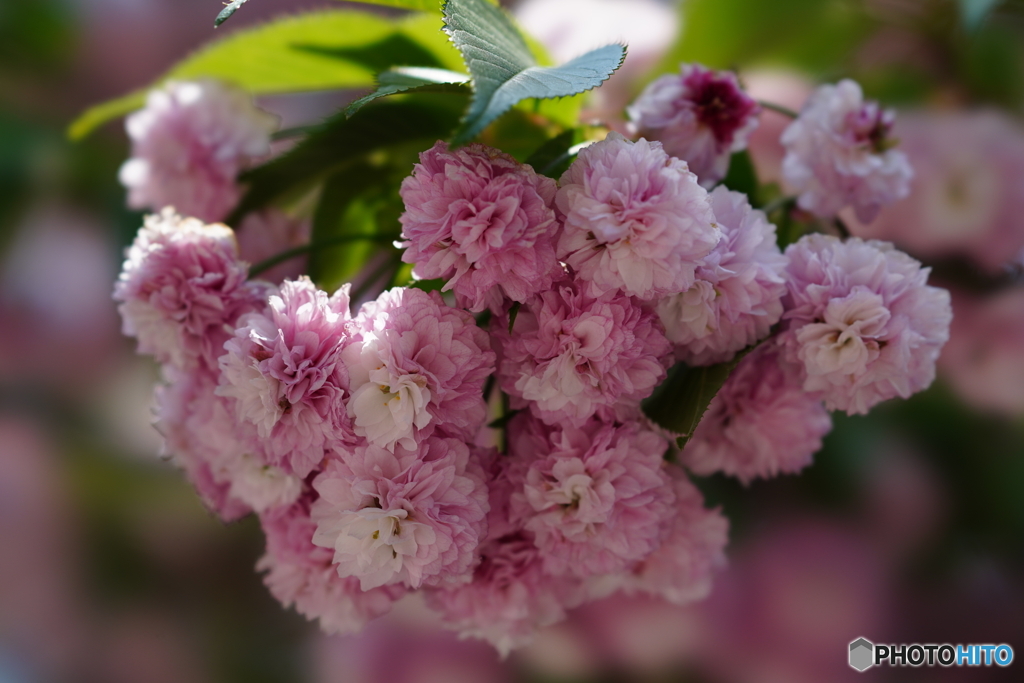 兼六園菊桜