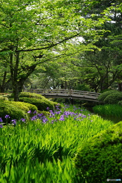  兼六園花見橋の杜若