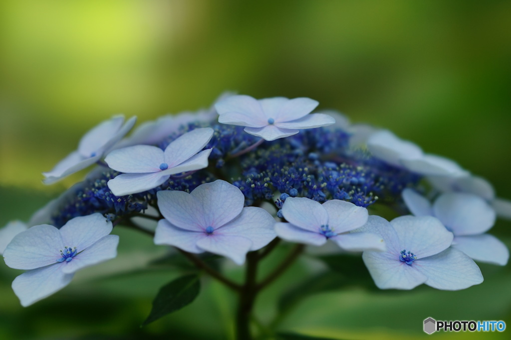  金澤神社の紫陽花です。