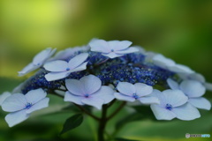  金澤神社の紫陽花です。