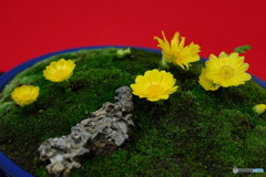  松任芽