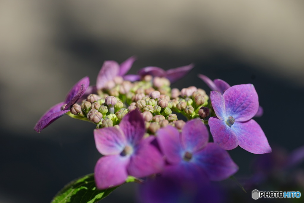  紫陽花