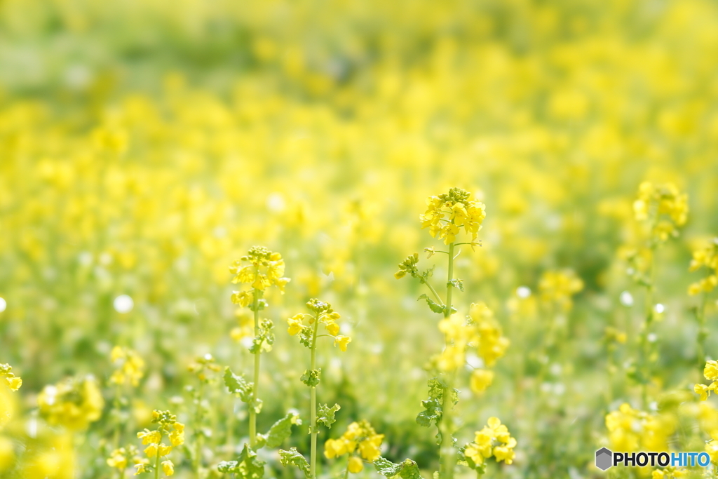  菜の花