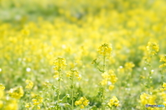  菜の花