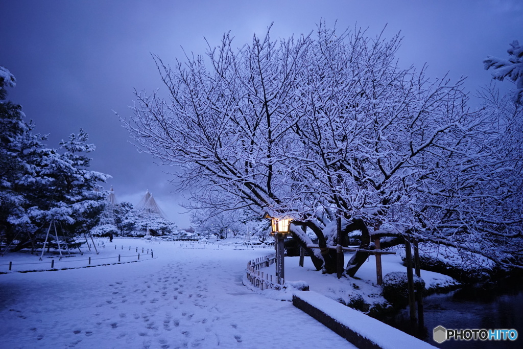  兼六園雪の朝 兼六園熊谷桜