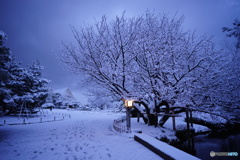  兼六園雪の朝 兼六園熊谷桜