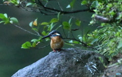  兼六園のカワセミ