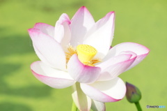 蓮3