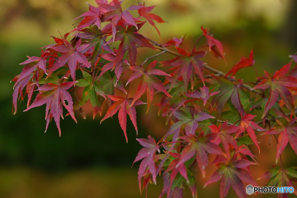  兼六園の秋