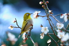 兼六園 メジロ