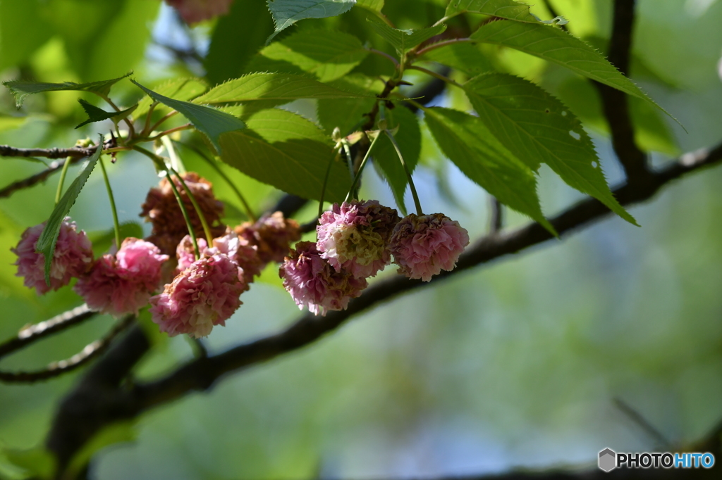 菊桜