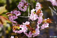 兼六園熊谷桜