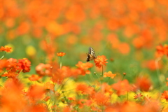  秋桜2