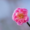梅