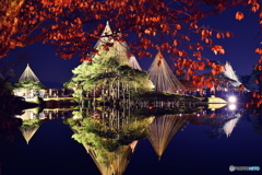  兼六園唐崎松