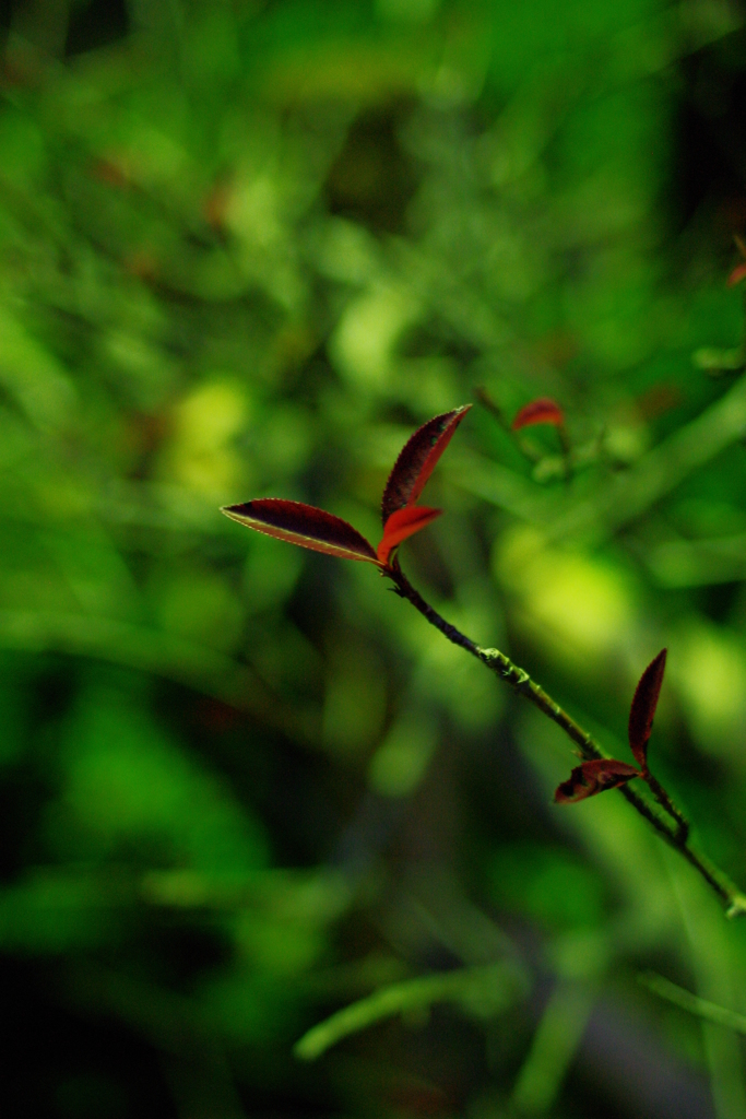 a leaf