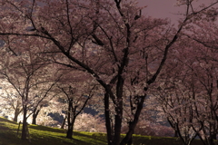 山梨県大法師公園