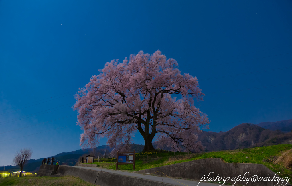 わに塚の桜