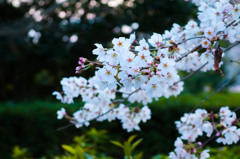 桜満開近し