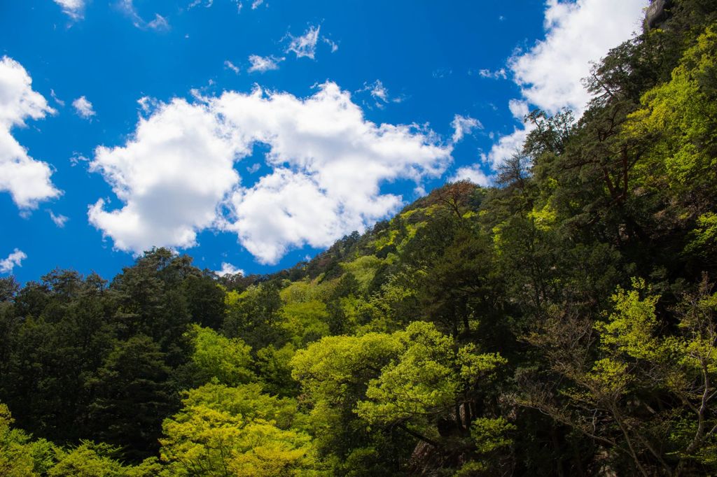 新緑と青空