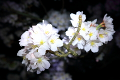 大法師公園夜桜