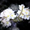 大法師公園夜桜