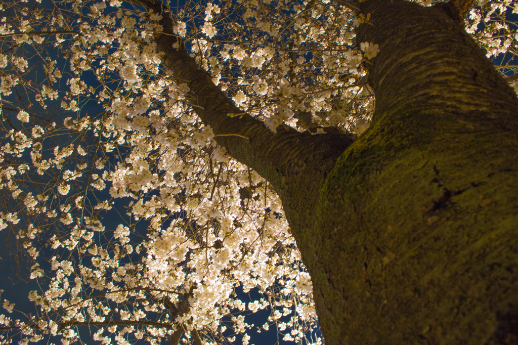 夜桜