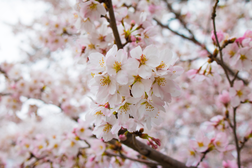 やすらぎ桜