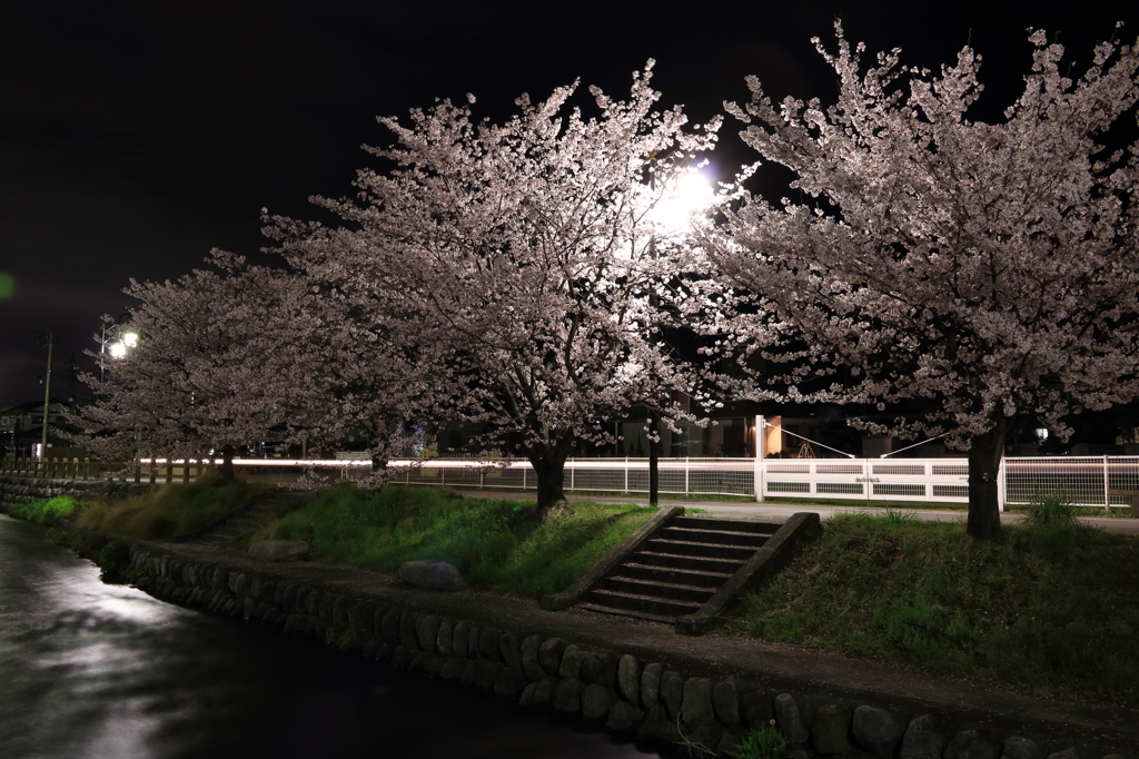 夜桜満開
