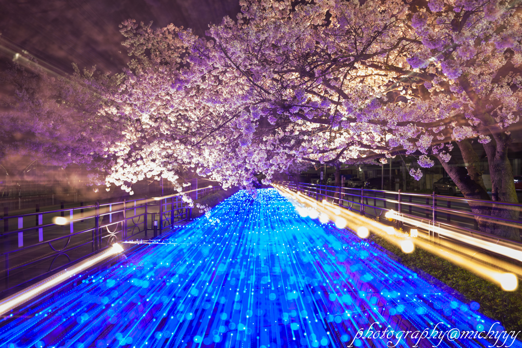 光と桜のコラボ