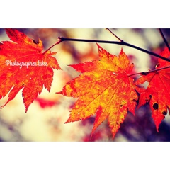 RED LEAF