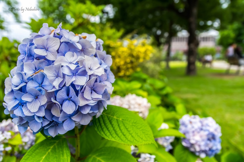 紫陽花